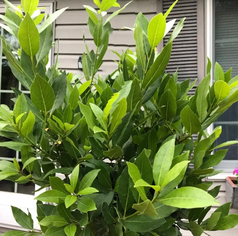 Bay Laurel Tree Live Plant (Laurus Nobilis) 4-6 Inch Tall Potted Culinary Herb Bay Laurel Tree Live Plant (Laurus Nobilis) 4-6 Inch Tall Potted Culinary Herb - Image 7