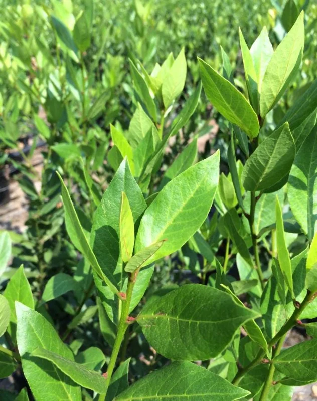 Bay Laurel Tree Live Plant (Laurus Nobilis) 4-6 Inch Tall Potted Culinary Herb Bay Laurel Tree Live Plant (Laurus Nobilis) 4-6 Inch Tall Potted Culinary Herb - Image 8