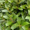 Bay Leaf Live Plant – 12 Inch Tall Culinary Herb Tree – Laurus nobilis – 3-4 Inch Pot - Image 1