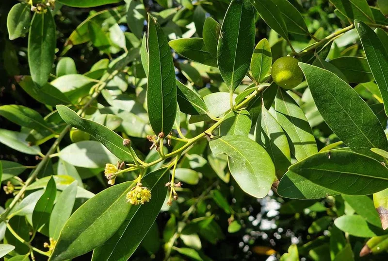 Bay Leaf Live Plant – Laurus nobilis Culinary Herb Shrub – 8-10 Inch Tall in 3 Inch Pot - Image 2