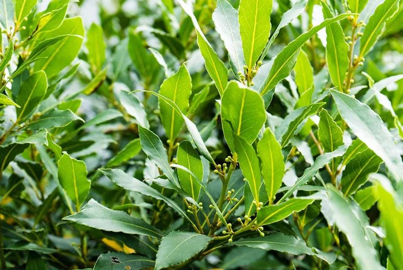 Bay Leaf Live Plant – Laurus nobilis Culinary Herb Shrub – 8-10 Inch Tall in 3 Inch Pot - Image 1