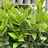 Bay Leaf Live Plant Laurus Nobilis Sweet Bay Starter, 4 Inch Pot Bay Leaf Live Plant Laurus Nobilis Sweet Bay Starter, 4 Inch Pot - Image 1