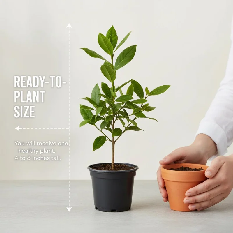 Bay Leaf Tree Live Plant, 4-7 Inch Tall – Aromatic Laurus Nobilis Herb for Indoor & Outdoor Garden - Image 2