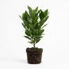 Bay Leaf Tree Live Plant, 4-7 Inch Tall – Aromatic Laurus Nobilis Herb for Indoor & Outdoor Garden - Image 1
