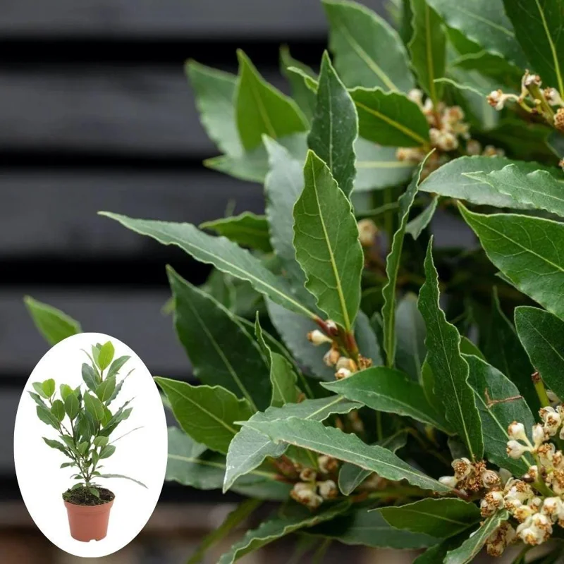 Bay Leaf Tree Live Plant 4 Inch - Laurus Nobilis Herb for Cooking - Image 2
