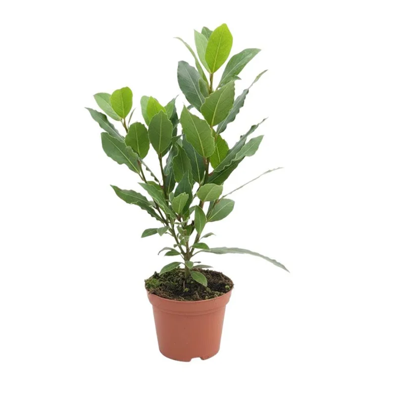 Bay Leaf Tree Live Plant 4 Inch - Laurus Nobilis Herb for Cooking - Image 1