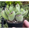 Bear's Paw Succulent Live Plant - Cotyledon Tomentosa Potted 2-inch Bear's Paw Succulent Live Plant - Cotyledon Tomentosa Potted 2-inch - Image 1