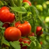 Beefsteak Tomato Live Plant, 2 Plants, 6-8 Inch Tall, 4 Inch Pot, Ready to Plant Beefsteak Tomato Live Plant, 2 Plants, 6-8 Inch Tall, 4 Inch Pot, Ready to Plant - Image 1