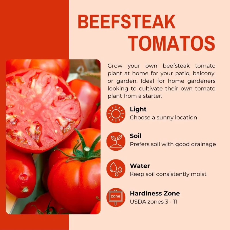 Beefsteak Tomato Live Plant, 6-8 Inch Tall, Large Red Tomatoes, 2 Plants - Image 2