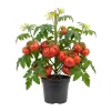 Beefsteak Tomato Live Plant, 6-8 Inch Tall, Large Red Tomatoes, 2 Plants - Image 1