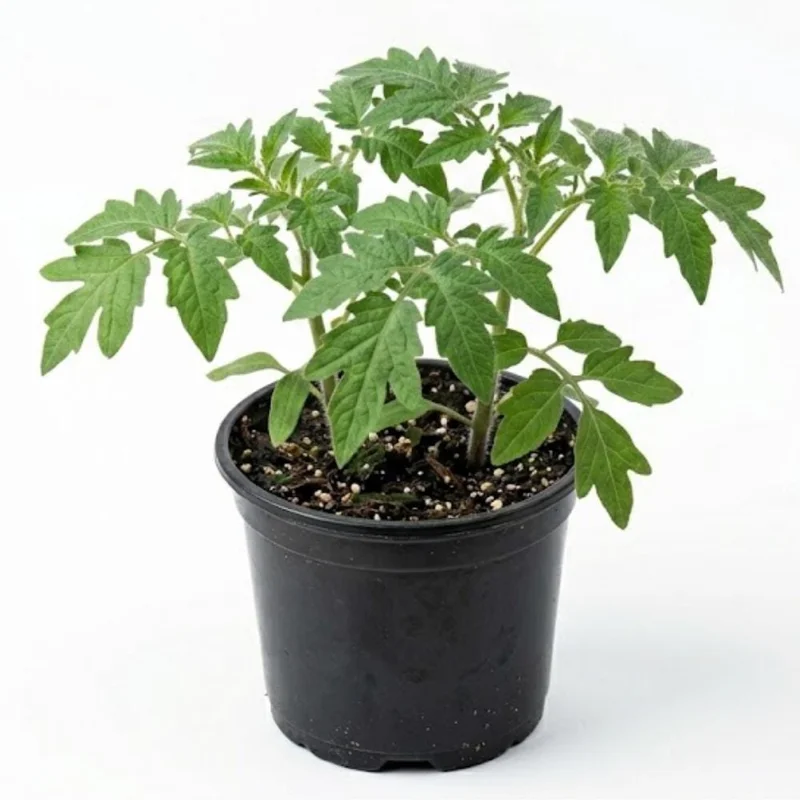 Beefsteak Tomato Live Plant – Large Slicing Tomato – 4 Inch Pot – Outdoor - Image 2