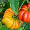 Beefsteak Tomato Live Plant – Large Slicing Tomato – 4 Inch Pot – Outdoor - Image 1
