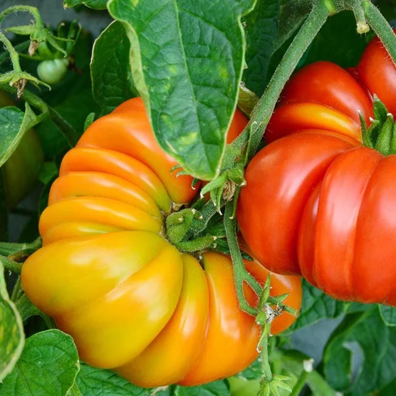 Beefsteak Tomato Live Plant – Large Slicing Tomato – 4 Inch Pot – Outdoor - Image 1