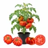 Beefsteak Tomato Plants Live - 3 Pack, 6-8 Inch Tall, Outdoor Vegetable Garden Seedlings Beefsteak Tomato Plants Live - 3 Pack, 6-8 Inch Tall, Outdoor Vegetable Garden Seedlings - Image 1