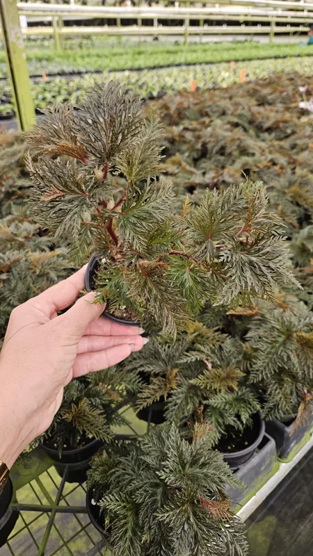 Begonia Bipinnatifida Live Plant - Fern Moss Like Begonia in 4 Inch Pot - Image 2