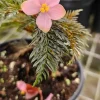 Begonia Bipinnatifida Live Plant - Fern Moss Like Begonia in 4 Inch Pot - Image 1