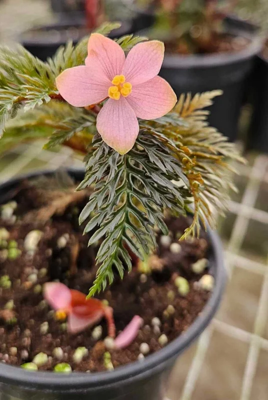 Begonia Bipinnatifida Live Plant - Fern Moss Like Begonia in 4 Inch Pot - Image 1