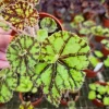 Begonia Cowardly Lion Live Plant – Rex Begonia Hybrid – 4 Inch Pot – Colorful Foliage Houseplant - Image 1