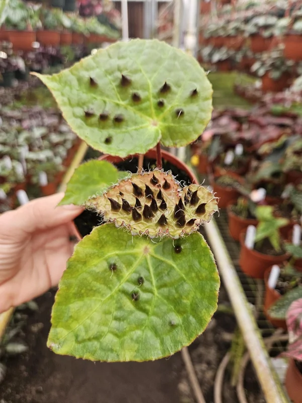 Begonia Ferox Live Plant – 4 Inch Pot – Rex Hybrid Fuzzy Foliage Houseplant - Image 2