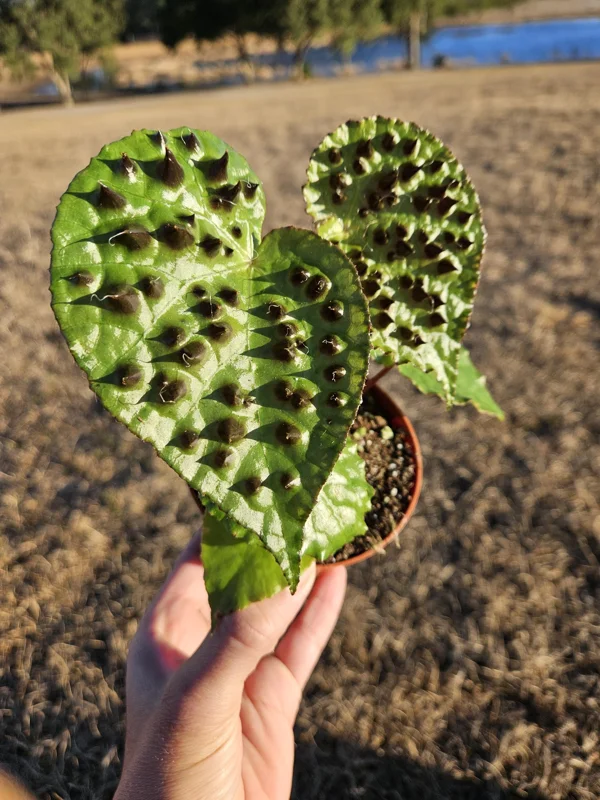 Begonia Ferox Live Plant – 4 Inch Pot – Rex Hybrid Fuzzy Foliage Houseplant - Image 1