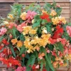 Begonia Flower Seeds - 1000 pcs Ornamental Plant for Indoor & Outdoor Garden - Image 1