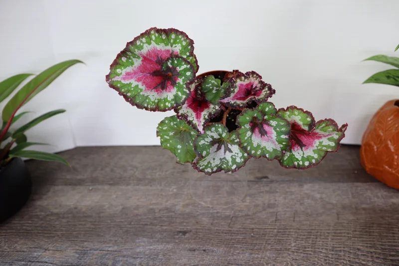 Begonia Harmony's Crazy Love Live Plant – Rex Begonia Hybrid – 4 Inch Pot – Colorful Foliage Houseplant - Image 2