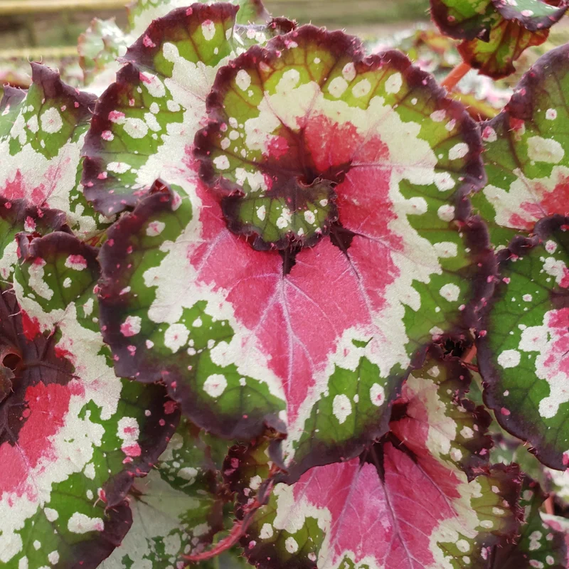 Begonia Harmony's Crazy Love Live Plant – Rex Begonia Hybrid – 4 Inch Pot – Colorful Foliage Houseplant - Image 1