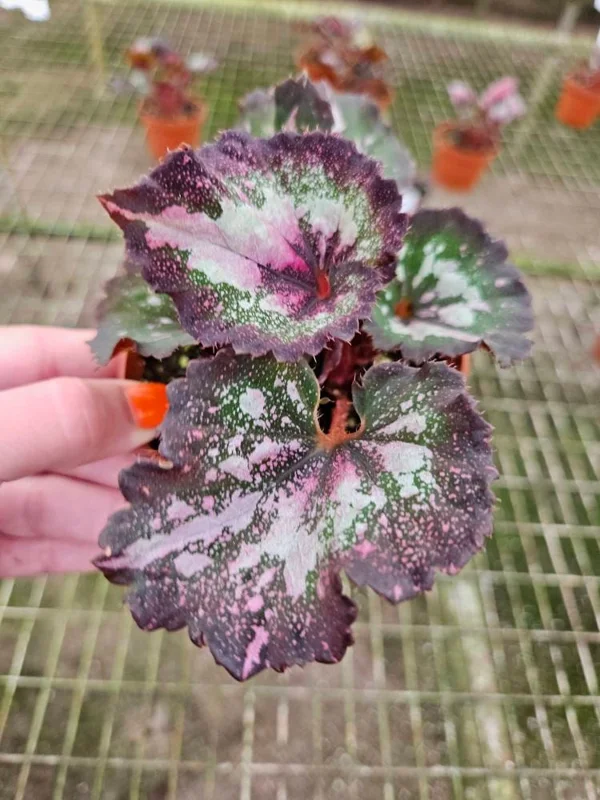 Begonia Harmony's First Kiss Live Plant - 4 Inch Pot - Rex Hybrid Houseplant - Image 2