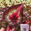 Begonia Harmony's First Kiss Live Plant - 4 Inch Pot - Rex Hybrid Houseplant - Image 1