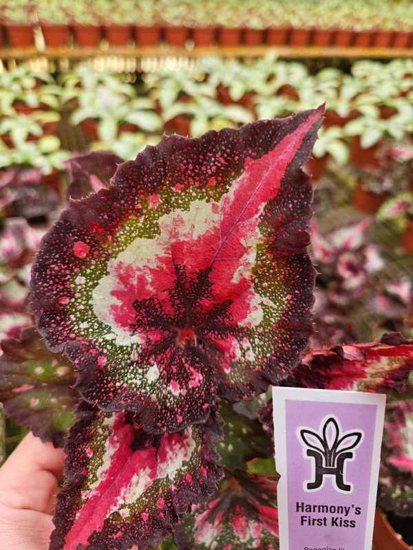 Begonia Harmony's First Kiss Live Plant - 4 Inch Pot - Rex Hybrid Houseplant - Image 1