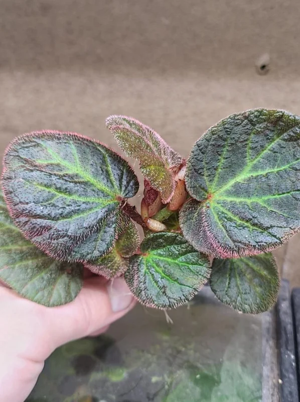 Begonia Manaus Live Plant – 3 Inch Pot – Rooted Indoor Plant – Unique Red Hairs Begonia Manaus Live Plant – 3 Inch Pot – Rooted Indoor Plant – Unique Red Hairs - Image 2