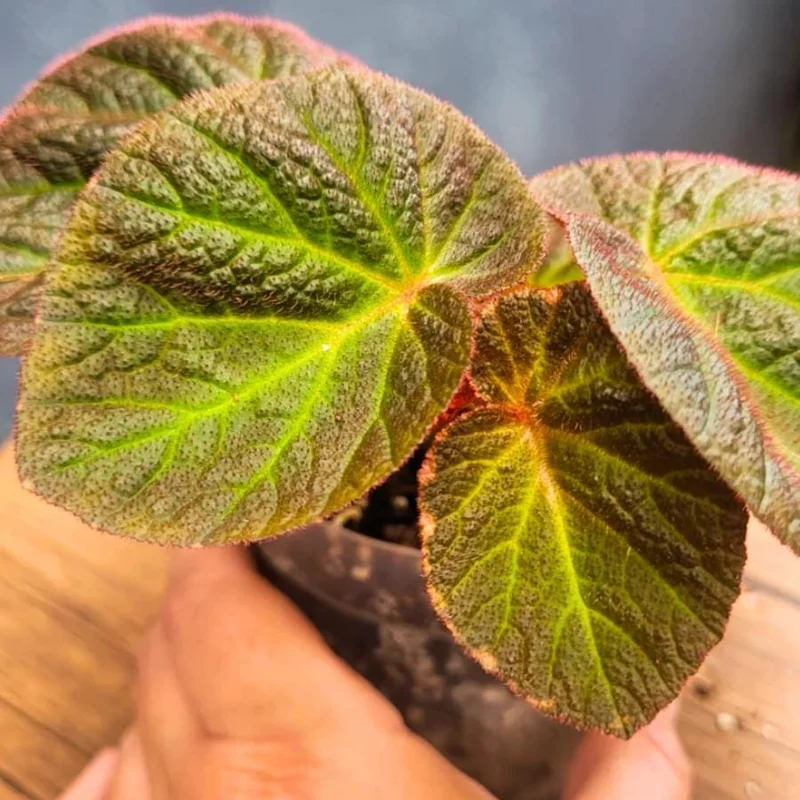 Begonia Manaus Live Plant – 3 Inch Pot – Rooted Indoor Plant – Unique Red Hairs Begonia Manaus Live Plant – 3 Inch Pot – Rooted Indoor Plant – Unique Red Hairs - Image 3