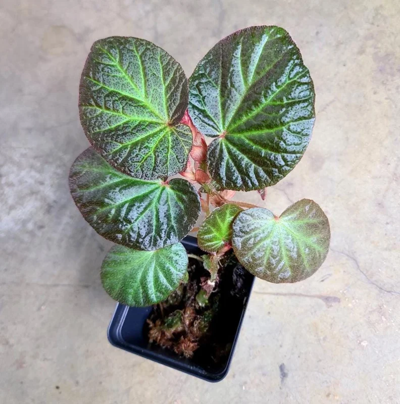 Begonia Manaus Live Plant – 3 Inch Pot – Rooted Indoor Plant – Unique Red Hairs Begonia Manaus Live Plant – 3 Inch Pot – Rooted Indoor Plant – Unique Red Hairs - Image 4