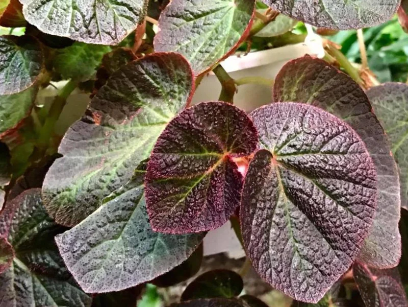 Begonia Manaus Live Plant – 3 Inch Pot – Rooted Indoor Plant – Unique Red Hairs Begonia Manaus Live Plant – 3 Inch Pot – Rooted Indoor Plant – Unique Red Hairs - Image 1