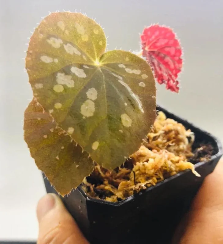 Begonia Rex 'Betsy' Live Plant - One Leaf Starter - 2 Inch Pot - Colorful Indoor Houseplant Begonia Rex 'Betsy' Live Plant - One Leaf Starter - 2 Inch Pot - Colorful Indoor Houseplant - Image 2