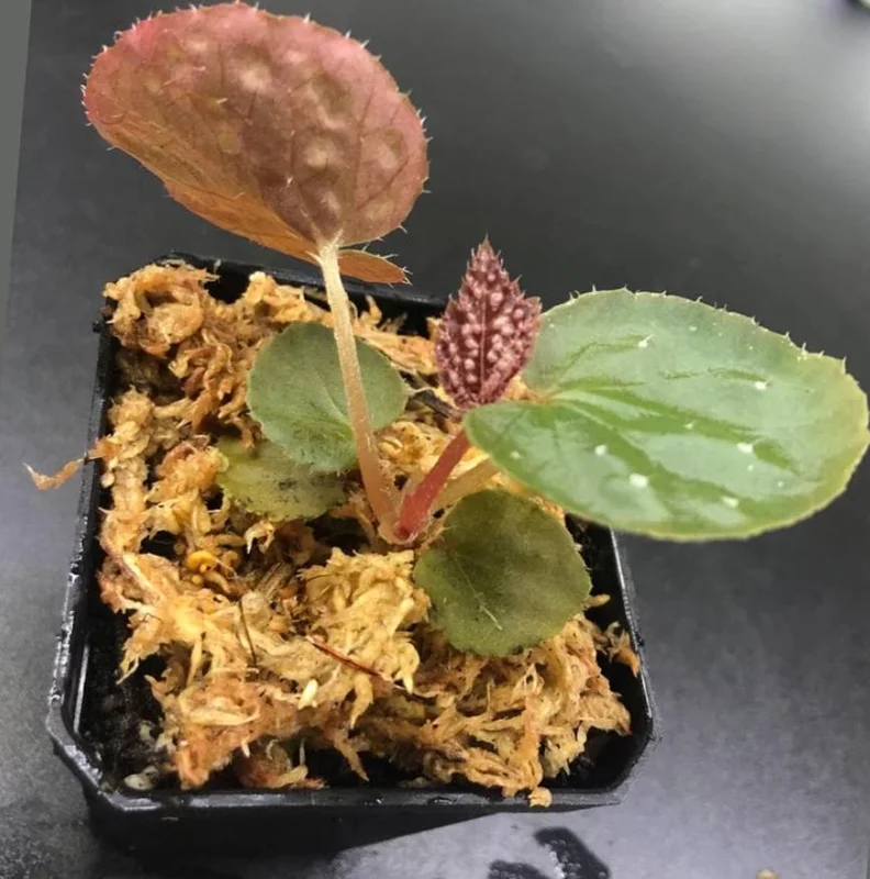 Begonia Rex 'Betsy' Live Plant - One Leaf Starter - 2 Inch Pot - Colorful Indoor Houseplant Begonia Rex 'Betsy' Live Plant - One Leaf Starter - 2 Inch Pot - Colorful Indoor Houseplant - Image 3