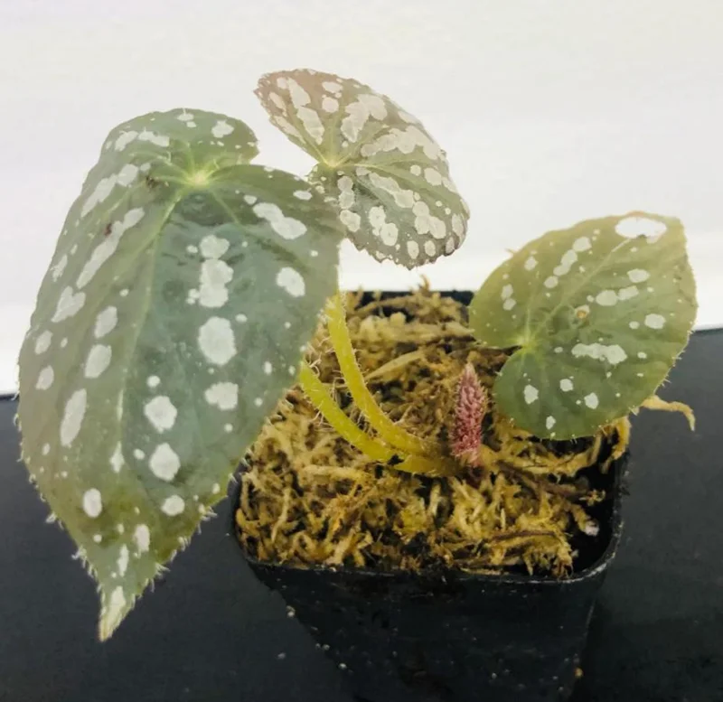 Begonia Rex 'Betsy' Live Plant - One Leaf Starter - 2 Inch Pot - Colorful Indoor Houseplant Begonia Rex 'Betsy' Live Plant - One Leaf Starter - 2 Inch Pot - Colorful Indoor Houseplant - Image 4