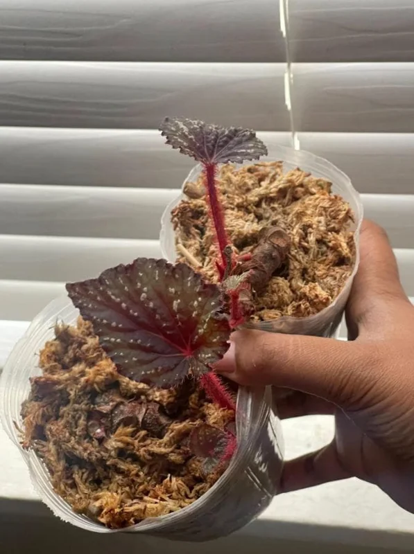 Begonia Rex 'Betsy' Live Plant - One Leaf Starter - 2 Inch Pot - Colorful Indoor Houseplant Begonia Rex 'Betsy' Live Plant - One Leaf Starter - 2 Inch Pot - Colorful Indoor Houseplant - Image 1