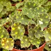 Begonia Tiger Paws Live Plant – 4 Inch Pot – Unique Foliage Indoor Houseplant - Image 1