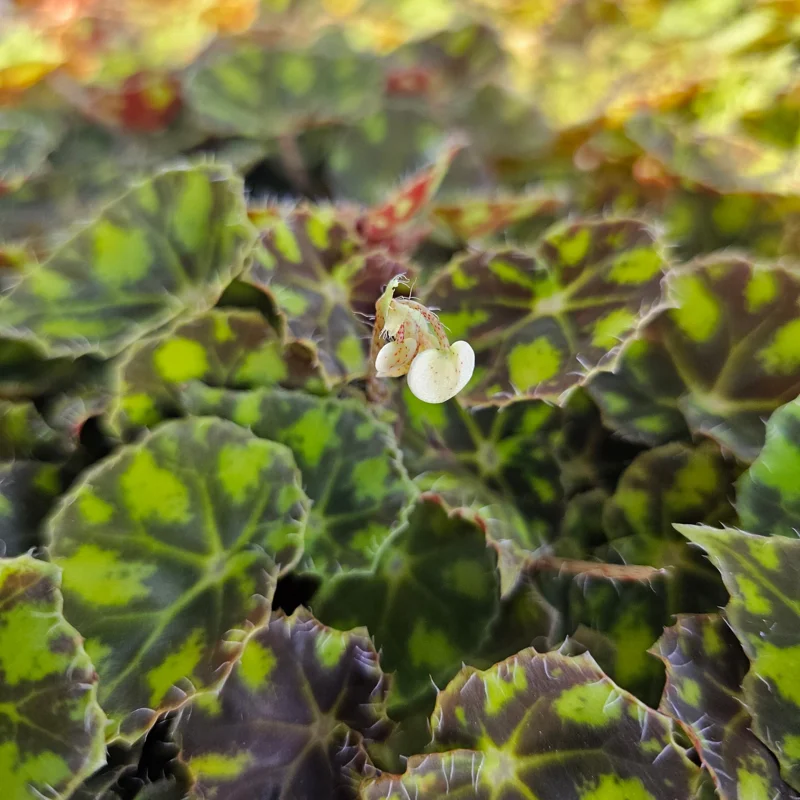 Begonia Tiger Paws Live Plant – Rare Foliage Houseplant – 4 inch Pot – Indoor Begonia Tiger Paws Live Plant – Rare Foliage Houseplant – 4 inch Pot – Indoor - Image 2
