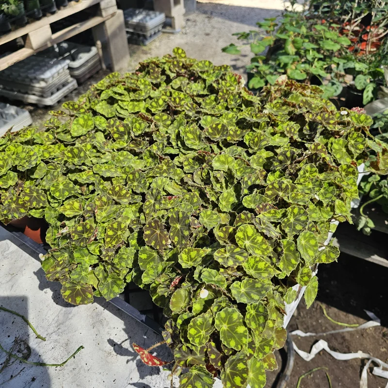 Begonia Tiger Paws Live Plant – Rare Foliage Houseplant – 4 inch Pot – Indoor Begonia Tiger Paws Live Plant – Rare Foliage Houseplant – 4 inch Pot – Indoor - Image 3