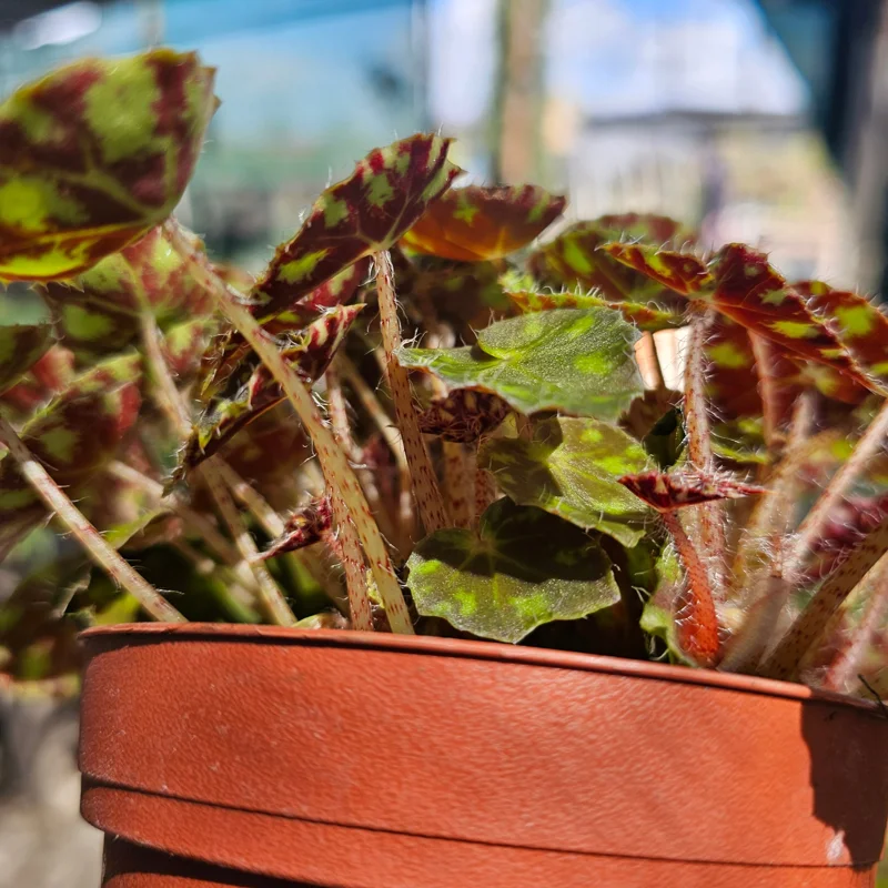Begonia Tiger Paws Live Plant – Rare Foliage Houseplant – 4 inch Pot – Indoor Begonia Tiger Paws Live Plant – Rare Foliage Houseplant – 4 inch Pot – Indoor - Image 4