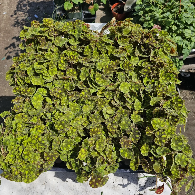 Begonia Tiger Paws Live Plant – Rare Foliage Houseplant – 4 inch Pot – Indoor Begonia Tiger Paws Live Plant – Rare Foliage Houseplant – 4 inch Pot – Indoor - Image 5