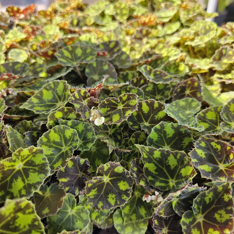 Begonia Tiger Paws Live Plant – Rare Foliage Houseplant – 4 inch Pot – Indoor Begonia Tiger Paws Live Plant – Rare Foliage Houseplant – 4 inch Pot – Indoor - Image 6
