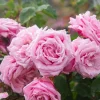 Belinda's Dream Pink Rose Live Plant – 5-7 Inch Tall Starter Bush for Outdoor Garden - Image 1
