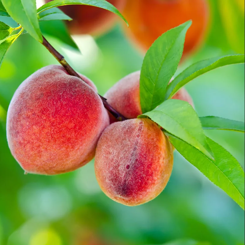 Belle of Georgia White Peach Tree Live Plant – 6-12 Inch Tall Grafted Starter - Image 2