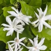 Belle of India Jasmine Live Plant 5-9" Tall – Fragrant Climbing Vine Indoor/Outdoor Belle of India Jasmine Live Plant 5-9" Tall – Fragrant Climbing Vine Indoor/Outdoor - Image 1