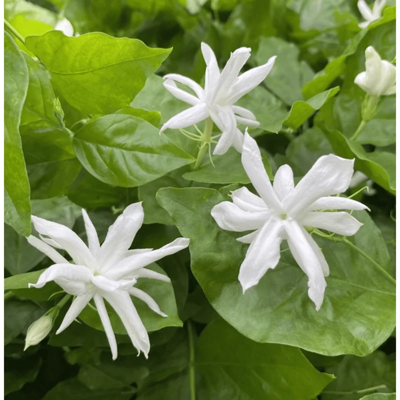 Belle of India Jasmine Live Plant – Indian Jasmine 14-16 Inch Tall in 1 Gallon Pot – Fragrant Flowers Belle of India Jasmine Live Plant – Indian Jasmine 14-16 Inch Tall in 1 Gallon Pot – Fragrant Flowers - Image 2