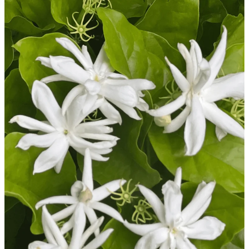 Belle of India Jasmine Live Plant – Indian Jasmine 14-16 Inch Tall in 1 Gallon Pot – Fragrant Flowers Belle of India Jasmine Live Plant – Indian Jasmine 14-16 Inch Tall in 1 Gallon Pot – Fragrant Flowers - Image 3