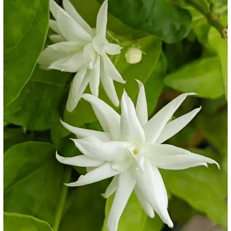 Belle of India Jasmine Live Plant – Indian Jasmine 14-16 Inch Tall in 1 Gallon Pot – Fragrant Flowers Belle of India Jasmine Live Plant – Indian Jasmine 14-16 Inch Tall in 1 Gallon Pot – Fragrant Flowers - Image 4